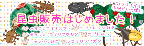 昆虫販売はじめました！