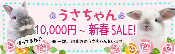 うさちゃんSALE