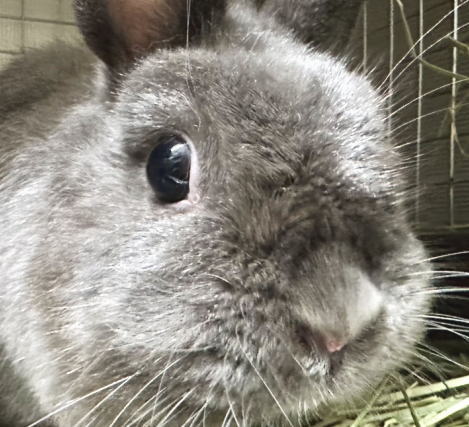 ネザーランドドワーフ AA16 ブルー 女の子 うさぎ専門店 うさぎ舎