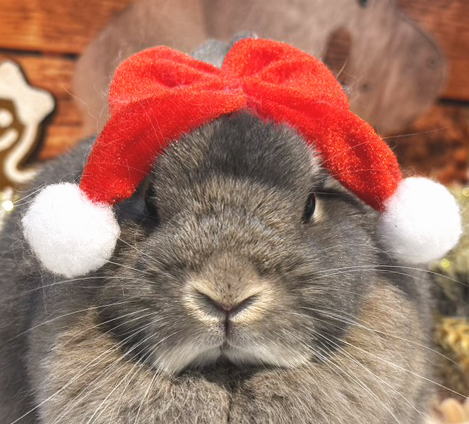 うさぎ。ページ ウサギがうっとりするブラッシングのコツからウサ語講座まで！『ウサギ