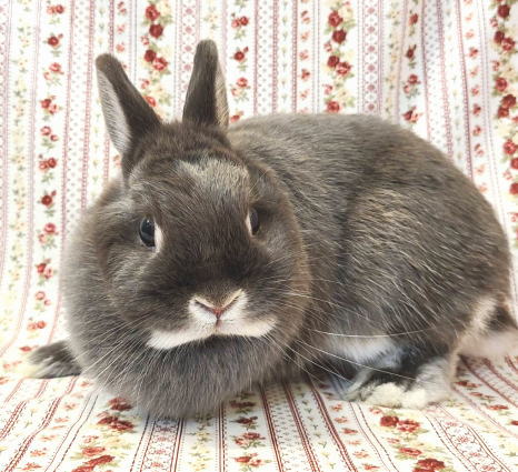 ネザーランドドワーフ AA20 ブルーオター 女の子 うさぎ専門店 うさぎ