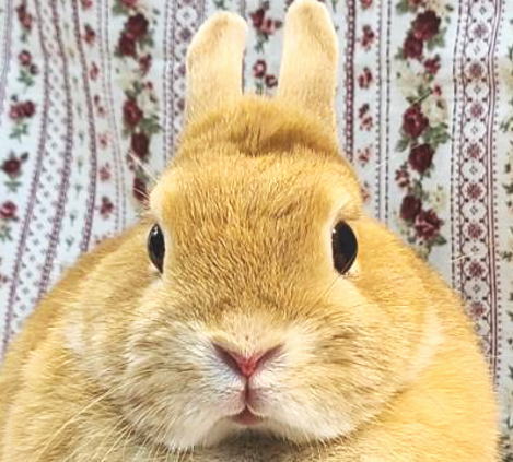 新着うさちゃん うさぎ専門店 うさぎ舎 Lapin de Alice * うさちゃんの