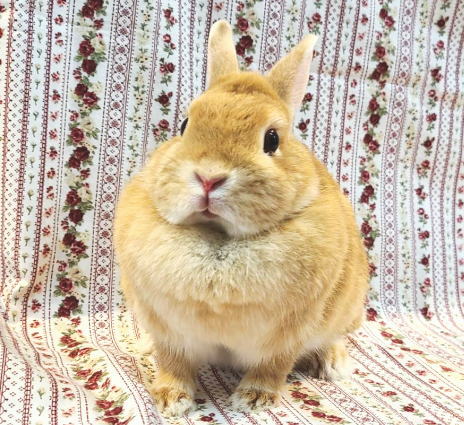 新着うさちゃん うさぎ専門店 うさぎ舎 Lapin de Alice * うさちゃんの