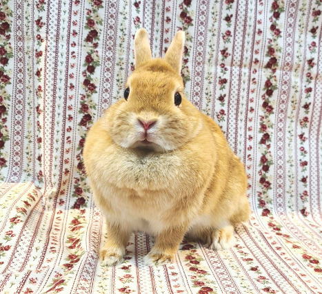 新着うさちゃん うさぎ専門店 うさぎ舎 Lapin de Alice * うさちゃんの