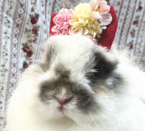 新着うさちゃん うさぎ専門店 うさぎ舎 Lapin de Alice * うさちゃんの