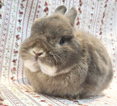 新着うさちゃん うさぎ専門店 うさぎ舎 Lapin de Alice * うさちゃんの