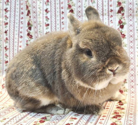 新着うさちゃん うさぎ専門店 うさぎ舎 Lapin de Alice * うさちゃんの