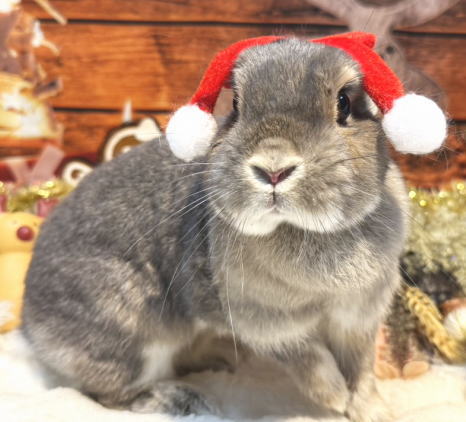 うさぎ 新入りうさちゃん紹介♪ : うさぎブログ うさぎのしっぽ公式ブログ