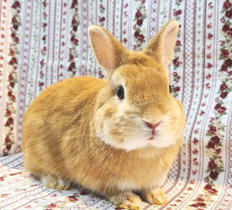 ネザーランドドワーフ AA3 オレンジ 男の子 うさぎ専門店 うさぎ舎