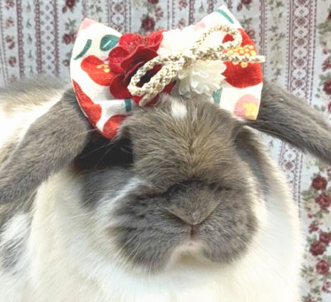 新着うさちゃん うさぎ専門店 うさぎ舎 Lapin de Alice * うさちゃんの