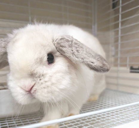 ホーランドロップ A80 ブロークンフロスティ 男の子 うさぎ専門店