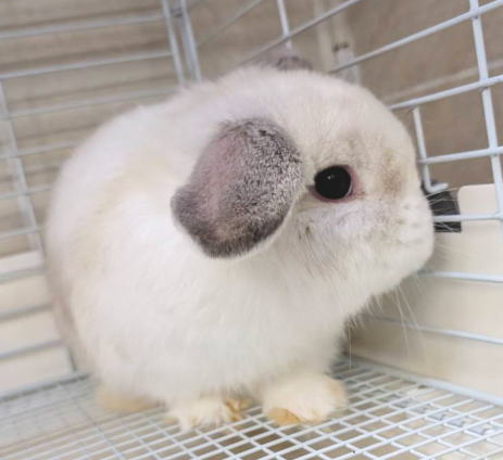 ホーランドロップ A80 ブロークンフロスティ 男の子 うさぎ専門