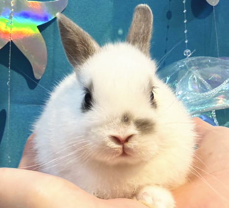 ネザーランドドワーフ N15 ブロークンオパール 女の子 うさぎ専門店