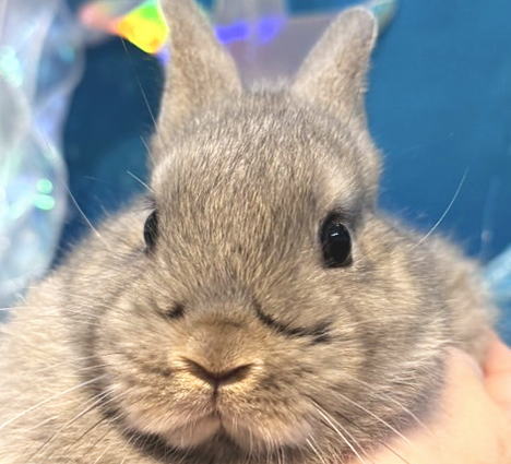 ワラビーちゃん 1103] パワーギャル アラレちゃん Mサイズ 警備隊