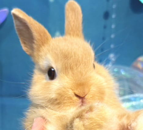 ネザーランドドワーフ N19 オレンジ 男の子 うさぎ専門店 うさぎ