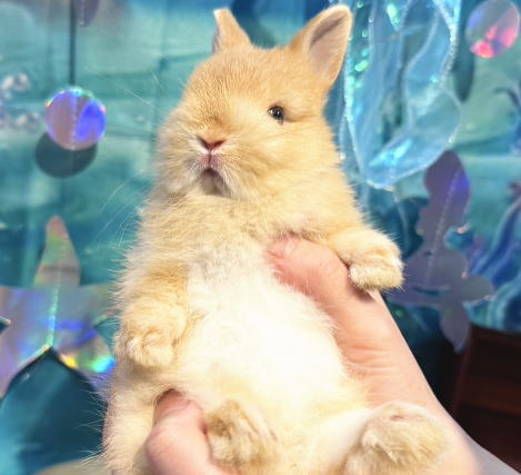 ねれないうさぎ⭐︎匿名発送可能⭐︎ ヴァイスシュヴァルツブラウ ねれない うさぎ SSP ちいかわ