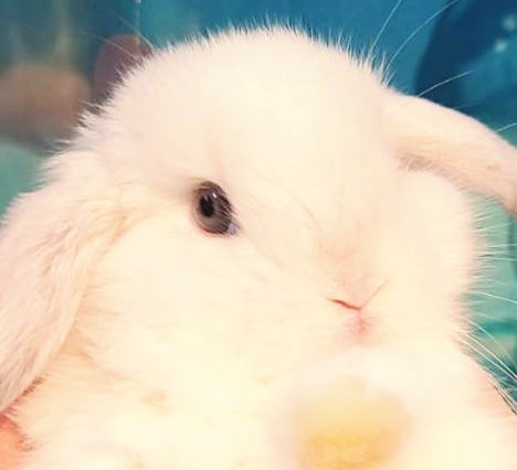 ホーランドロップ A56 ブロークンフロスティ 女の子 うさぎ専門店