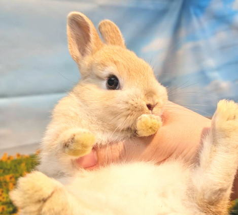 ネザーランドドワーフ N16 オレンジ 女の子 うさぎ専門店 うさぎ