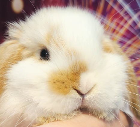 ポンチョ　うさぎ白 うさぎ ぬいぐるみ 白 たけのこ TAKENOKO プチどりーむミニ