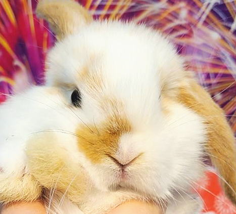 新着うさちゃん うさぎ専門店 うさぎ舎 Lapin de Alice * うさ