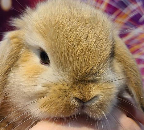 ホーランドロップ A48 オレンジ 男の子 うさぎ専門店 うさぎ舎