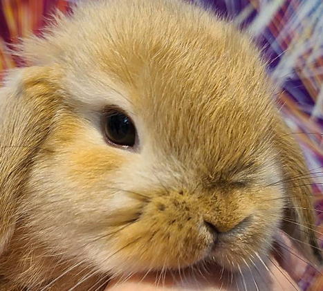 れいな♪ 両面♪dopタンバリン　うさぎさんポーチ♪ Amazon.co.jp: マリモクラフト おぱんちゅうさぎ サガラ 巾着