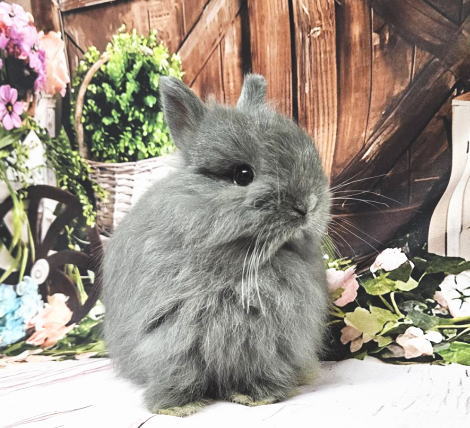 うさぎちゃんちゃん専用 メルちゃん うさぎさんパーカー | おもちゃ通販のトイザらス