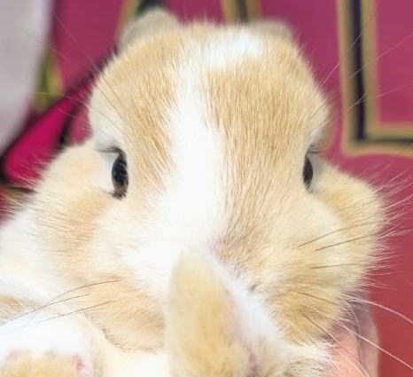 うさぎちゃん MNBXX シャイニングウサちゃん | Robotime