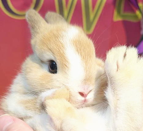 新着うさちゃん うさぎ専門店 うさぎ舎 Lapin de Alice * うさ