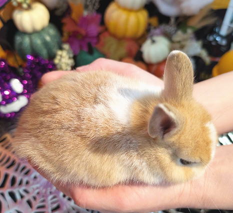 ★ウサギページ★ うさぎのしっぽ通販は、『ヘイヘイトイ ワラタワラL』を全国へお届け