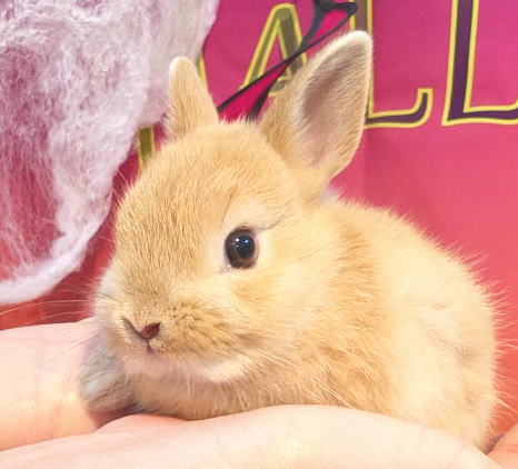 うさぎちゃん MNBXX シャイニングウサちゃん | Robotime