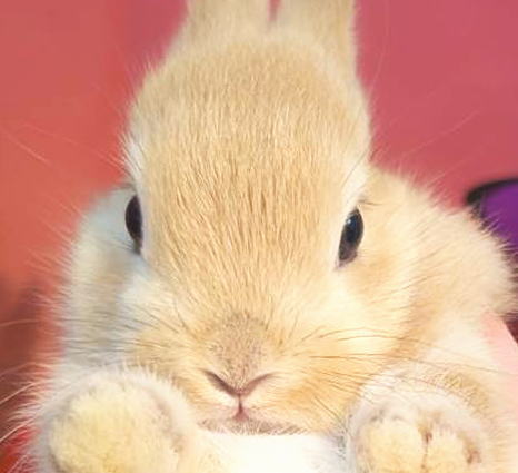 うさぎさま専用ページ うさぎのしっぽ通販は、『うさぎと暮らす83号』を全国へお届け