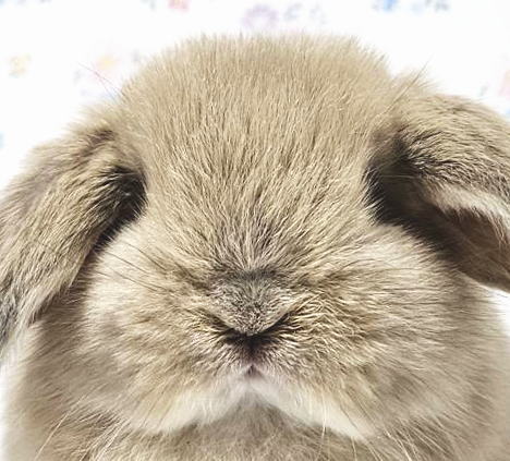 新着うさちゃん うさぎ専門店 うさぎ舎 Lapin de Alice * うさちゃんの