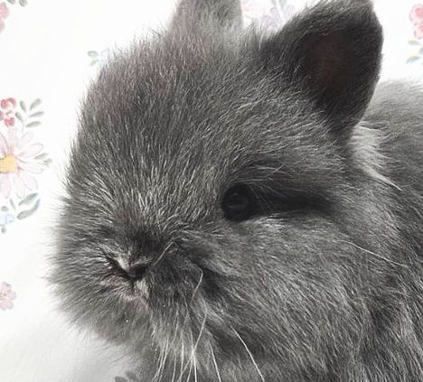 新着うさちゃん うさぎ専門店 うさぎ舎 Lapin de Alice * うさちゃんの