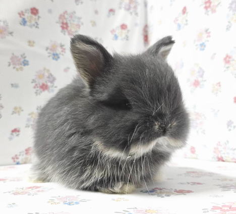 新着うさちゃん うさぎ専門店 うさぎ舎 Lapin de Alice * うさちゃんの