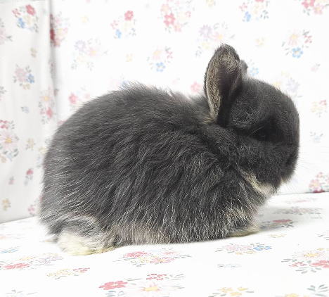 新着うさちゃん うさぎ専門店 うさぎ舎 Lapin de Alice * うさちゃんの