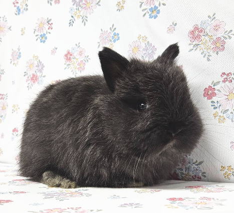 ジャージーウーリー J61 サイアミーズセーブル 男の子 うさぎ専門店