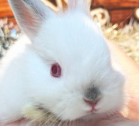 ネザーランドドワーフ N6 ヒマラヤン 男の子 うさぎ専門店 うさぎ舎