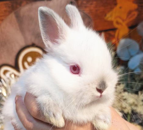 新着うさちゃん うさぎ専門店 うさぎ舎 Lapin de Alice * うさちゃんの