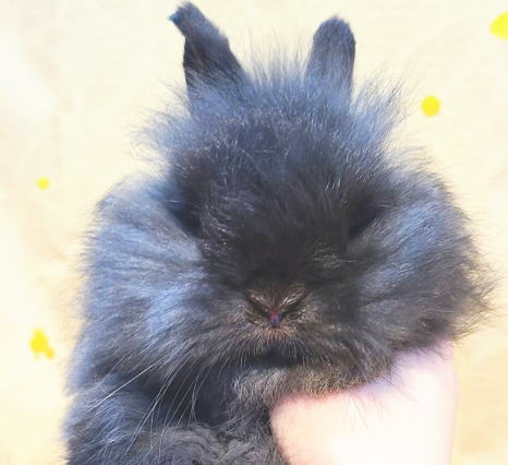 新着うさちゃん うさぎ専門店 うさぎ舎 Lapin de Alice * うさちゃんの