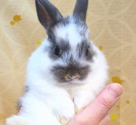 ☆うさぎページです☆ 2324082_l.jpg