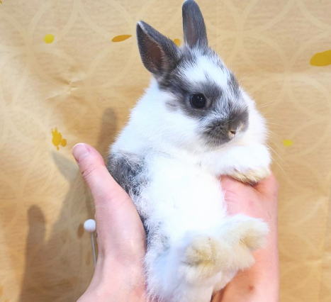 新着うさちゃん うさぎ専門店 うさぎ舎 Lapin de Alice * うさちゃんの