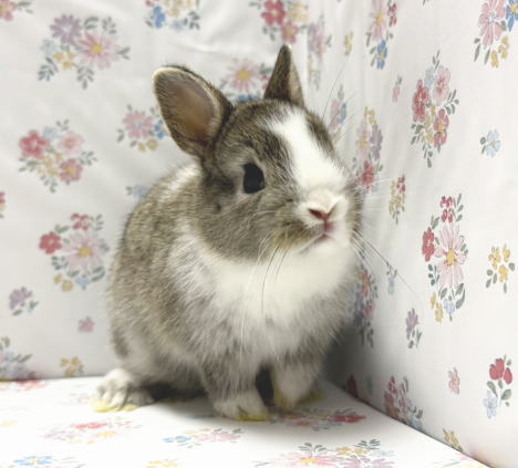 ネザーランドドワーフ N2 ブロークンチェスナット 女の子 うさぎ専門店