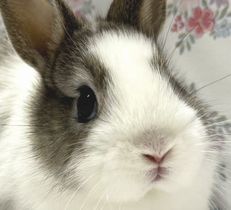 新着うさちゃん うさぎ専門店 うさぎ舎 Lapin de Alice * うさちゃんの