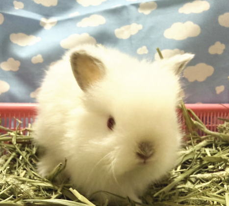 新着うさちゃん うさぎ専門店 うさぎ舎 Lapin de Alice * うさちゃんの