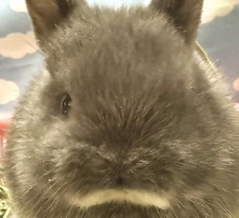 ネザーランドドワーフ N99 ブルーオター 男の子 うさぎ専門店 うさぎ舎