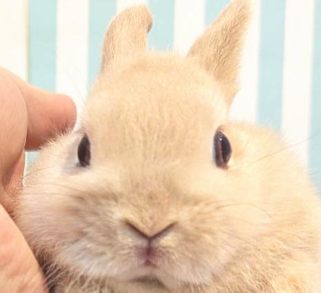 新着うさちゃん うさぎ専門店 うさぎ舎 Lapin de Alice * うさちゃんの
