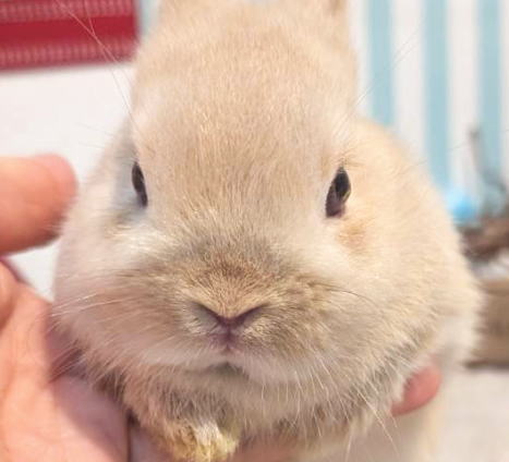 新着うさちゃん うさぎ専門店 うさぎ舎 Lapin de Alice * うさちゃんの