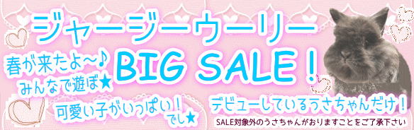 ジャージーウーリーBIG SALE！