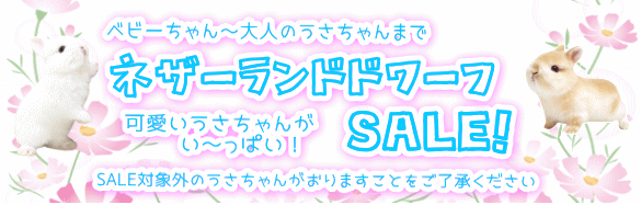 ネザーランドドワーフ SALE!